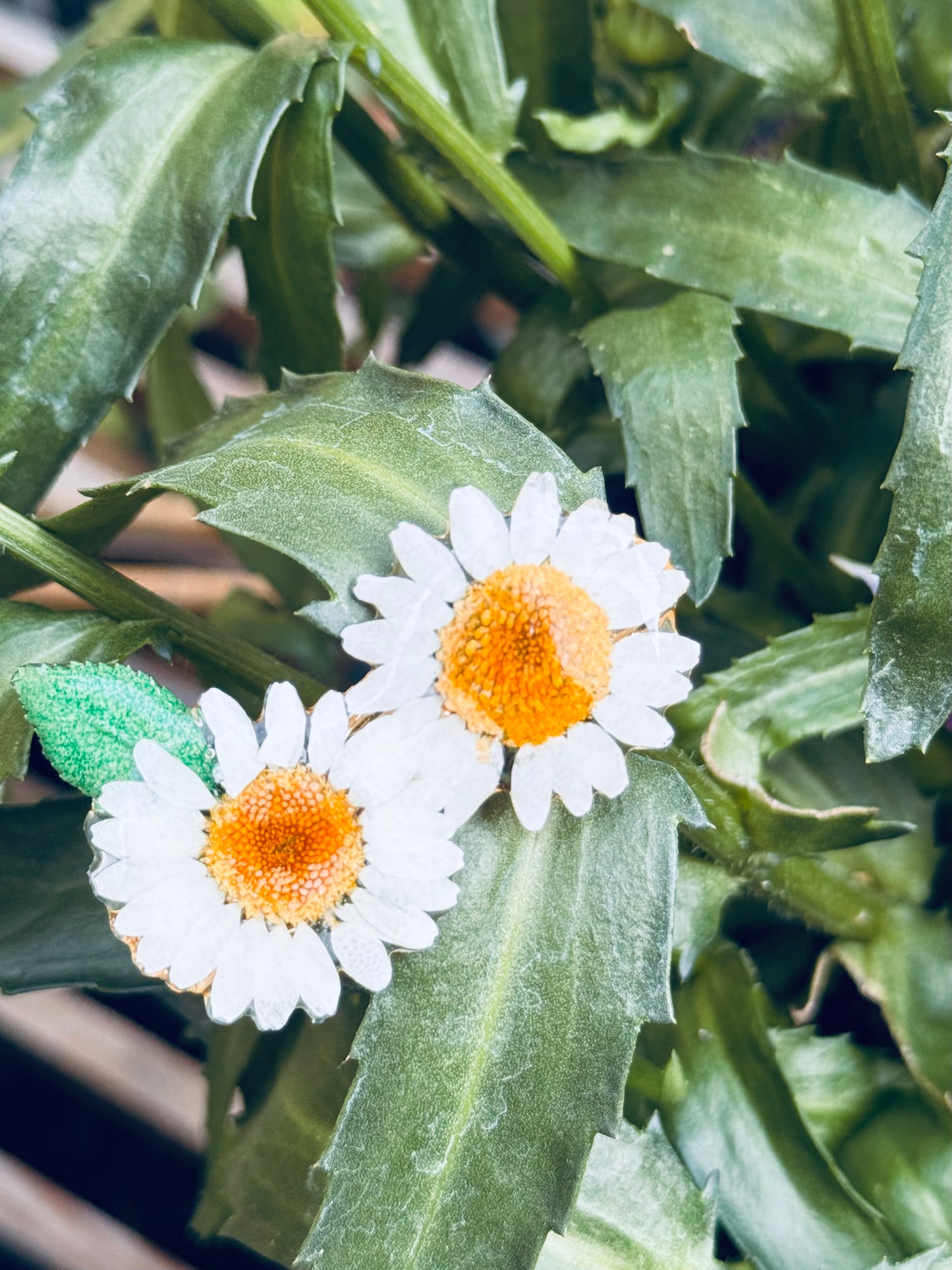 Daisy & Buttercup Bloom Clips