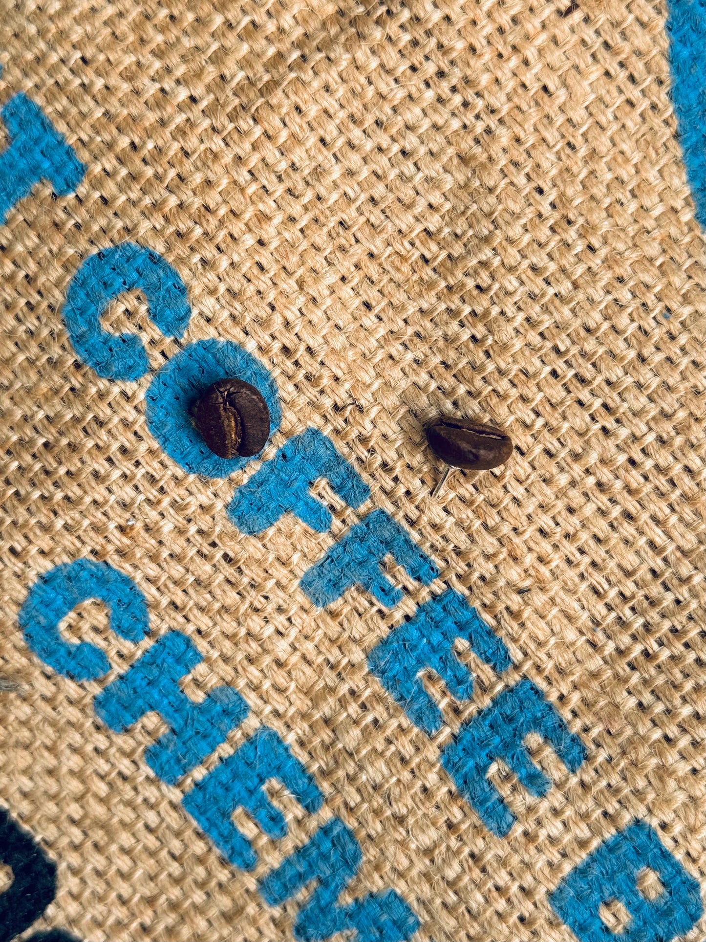 ☕ Real Coffee Bean Studs – Sterling Silver Backing