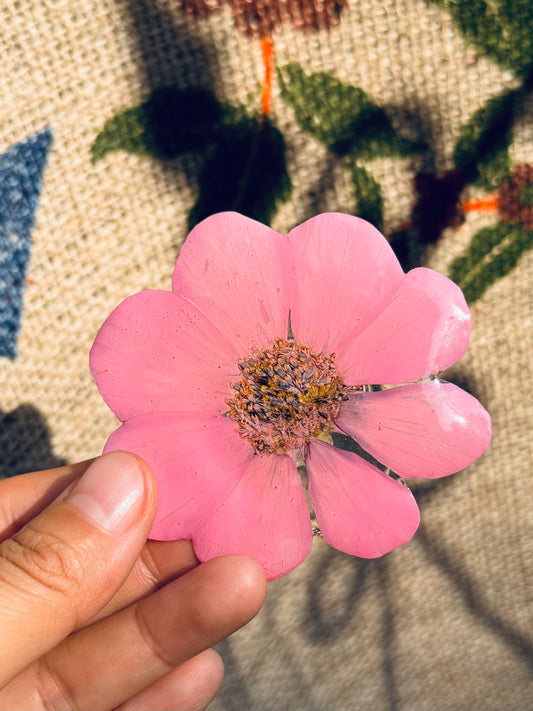 Pink Cosmos Bloom Clip