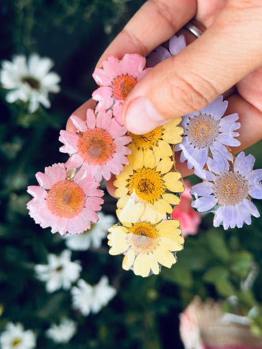 Blooming Daisy Clip Collection