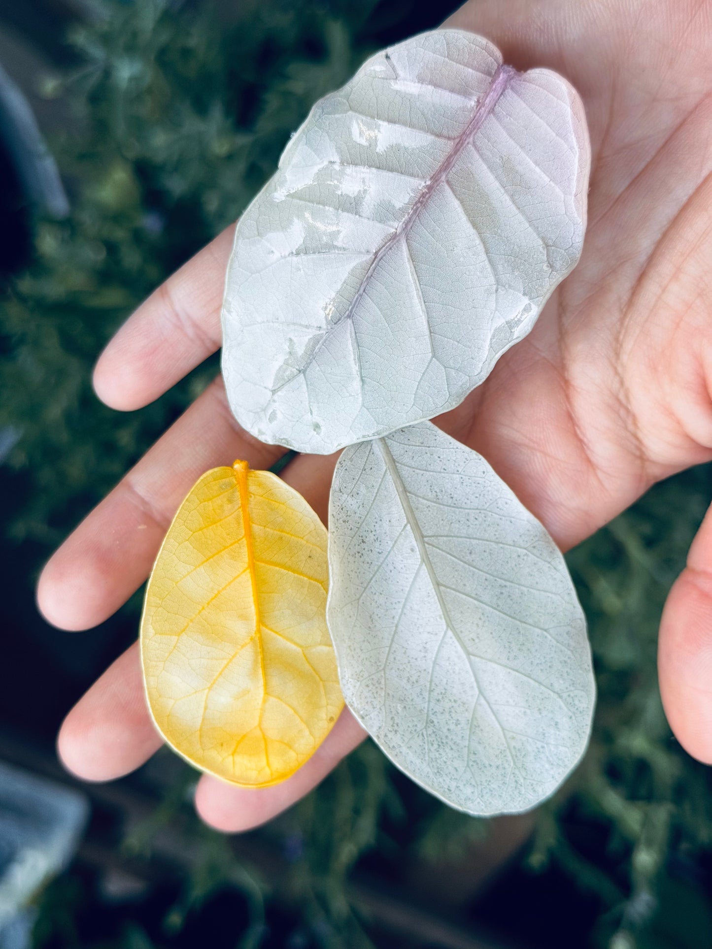 Natural Oak Leaf Clips