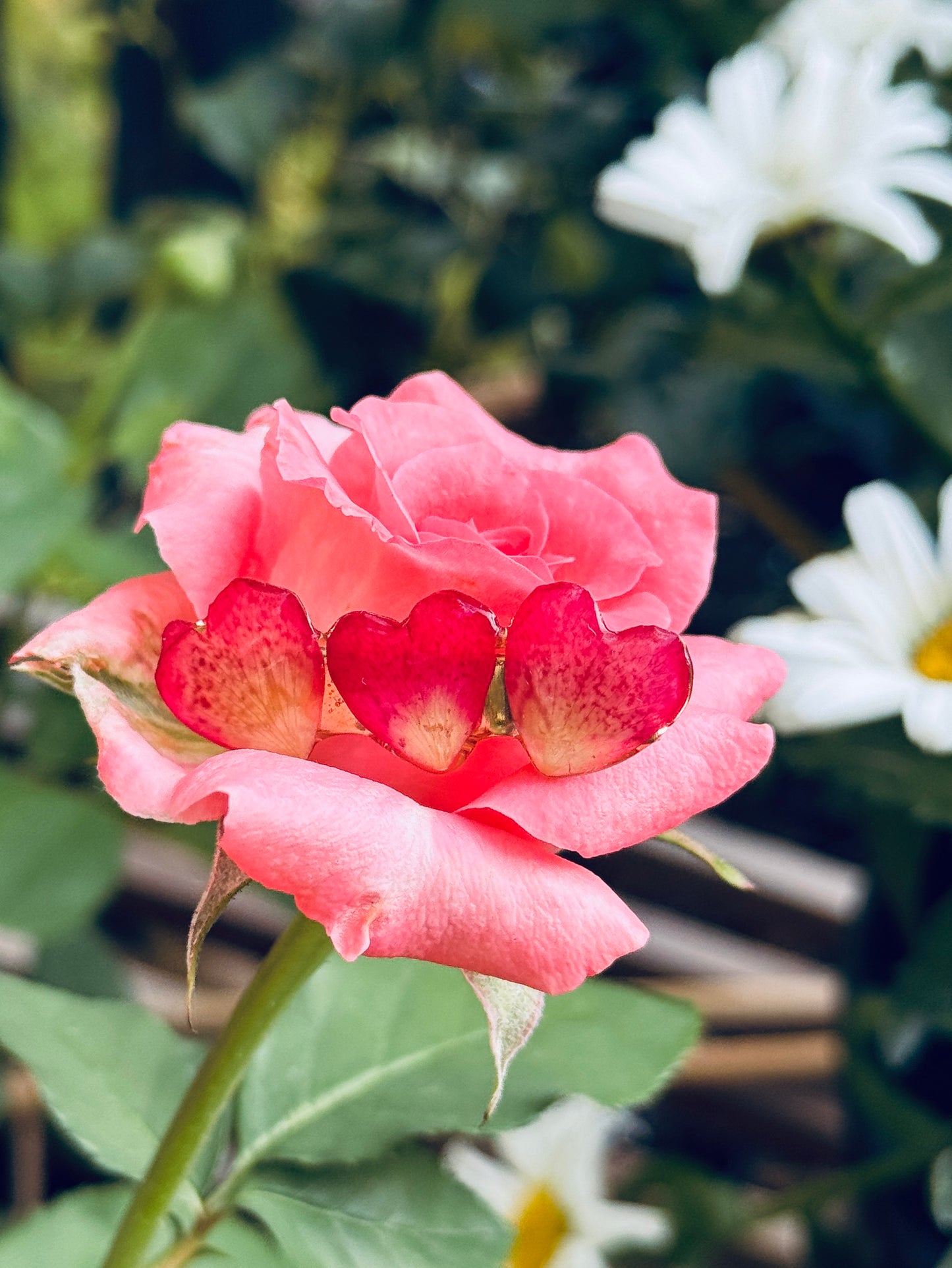 💗 Heart Petal Bloom Clip